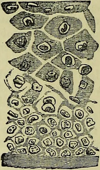 An illustration from The microscope : its history, construction, and application, being a familiar introduction to the use of the instrument, and the study of microscopical science / by Jabez Hogg ; with upwards of five hundred engravings, and coloured illustrations by Tuffen West., 1883, leaf 708