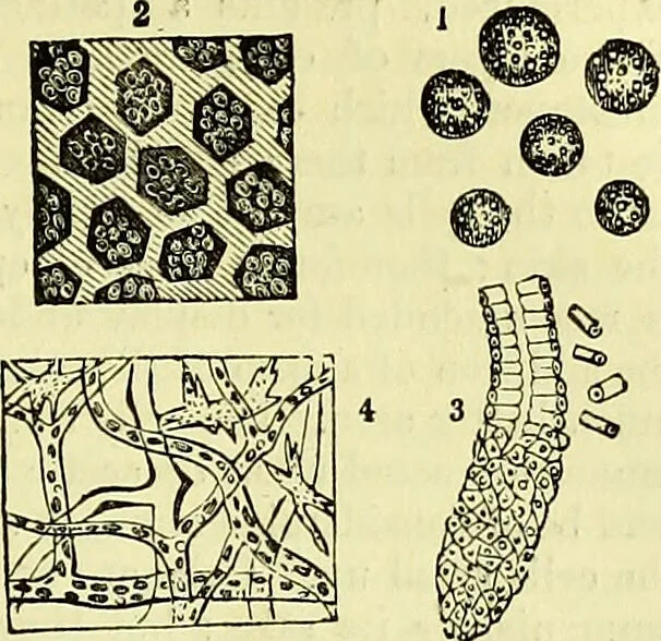 An illustration from The microscope : its history, construction, and application, being a familiar introduction to the use of the instrument, and the study of microscopical science / by Jabez Hogg ; with upwards of five hundred engravings, and coloured illustrations by Tuffen West., 1883, leaf 709
