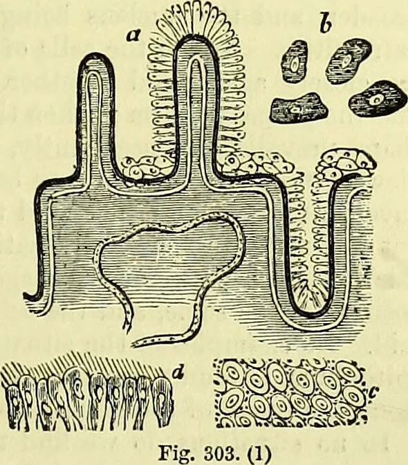 An illustration from The microscope : its history, construction, and application, being a familiar introduction to the use of the instrument, and the study of microscopical science / by Jabez Hogg ; with upwards of five hundred engravings, and coloured illustrations by Tuffen West., 1883, leaf 709