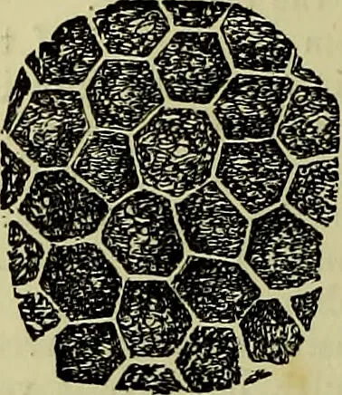 An illustration from The microscope : its history, construction, and application, being a familiar introduction to the use of the instrument, and the study of microscopical science / by Jabez Hogg ; with upwards of five hundred engravings, and coloured illustrations by Tuffen West., 1883, leaf 712