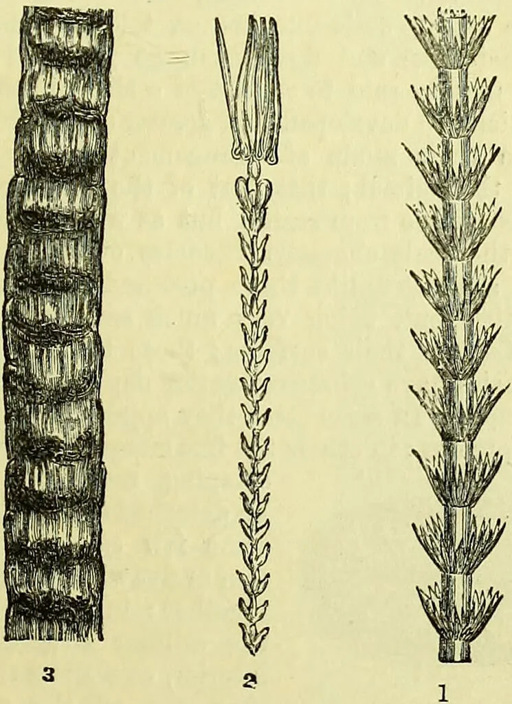 An illustration from The microscope : its history, construction, and application, being a familiar introduction to the use of the instrument, and the study of microscopical science / by Jabez Hogg ; with upwards of five hundred engravings, and coloured illustrations by Tuffen West., 1883, leaf 713