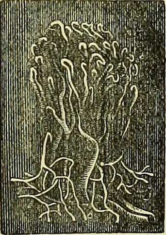 An illustration from The microscope : its history, construction, and application, being a familiar introduction to the use of the instrument, and the study of microscopical science / by Jabez Hogg ; with upwards of five hundred engravings, and coloured illustrations by Tuffen West., 1883, leaf 715