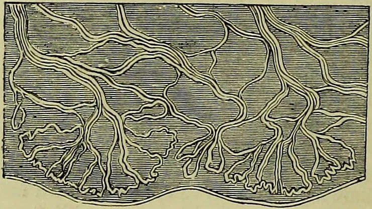 An illustration from The microscope : its history, construction, and application, being a familiar introduction to the use of the instrument, and the study of microscopical science / by Jabez Hogg ; with upwards of five hundred engravings, and coloured illustrations by Tuffen West., 1883, leaf 716