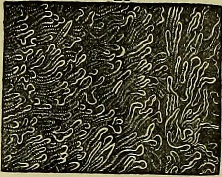 An illustration from The microscope : its history, construction, and application, being a familiar introduction to the use of the instrument, and the study of microscopical science / by Jabez Hogg ; with upwards of five hundred engravings, and coloured illustrations by Tuffen West., 1883, leaf 716