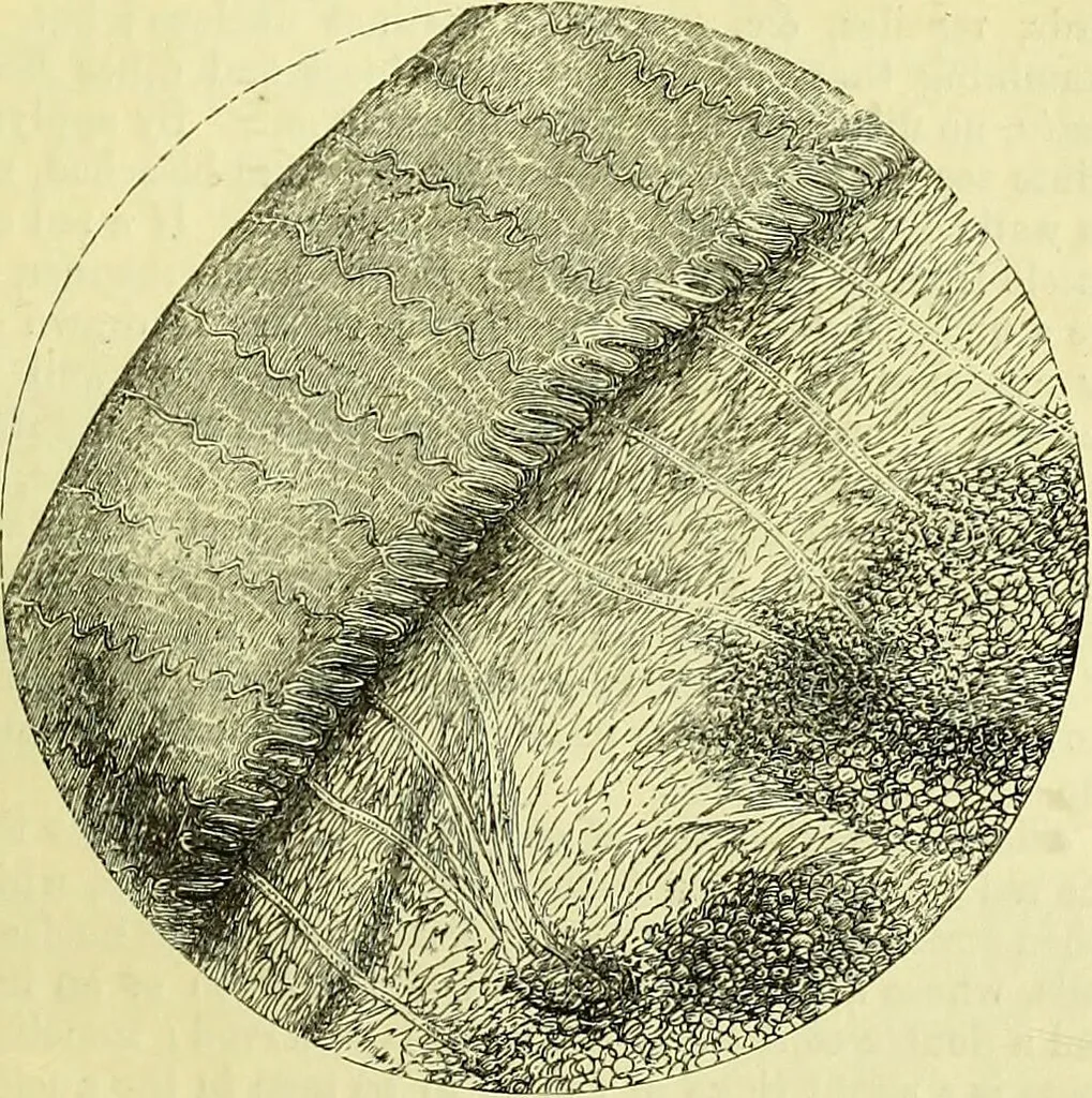 An illustration from The microscope : its history, construction, and application, being a familiar introduction to the use of the instrument, and the study of microscopical science / by Jabez Hogg ; with upwards of five hundred engravings, and coloured illustrations by Tuffen West., 1883, leaf 717