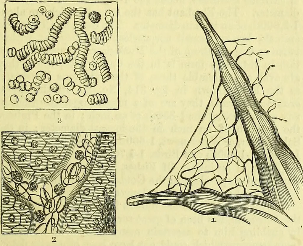 An illustration from The microscope : its history, construction, and application, being a familiar introduction to the use of the instrument, and the study of microscopical science / by Jabez Hogg ; with upwards of five hundred engravings, and coloured illustrations by Tuffen West., 1883, leaf 719