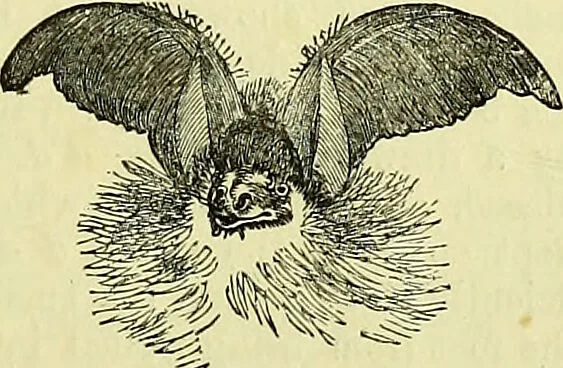 An illustration from The microscope : its history, construction, and application, being a familiar introduction to the use of the instrument, and the study of microscopical science / by Jabez Hogg ; with upwards of five hundred engravings, and coloured illustrations by Tuffen West., 1883, leaf 721