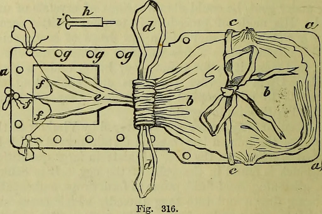 An illustration from The microscope : its history, construction, and application, being a familiar introduction to the use of the instrument, and the study of microscopical science / by Jabez Hogg ; with upwards of five hundred engravings, and coloured illustrations by Tuffen West., 1883, leaf 722