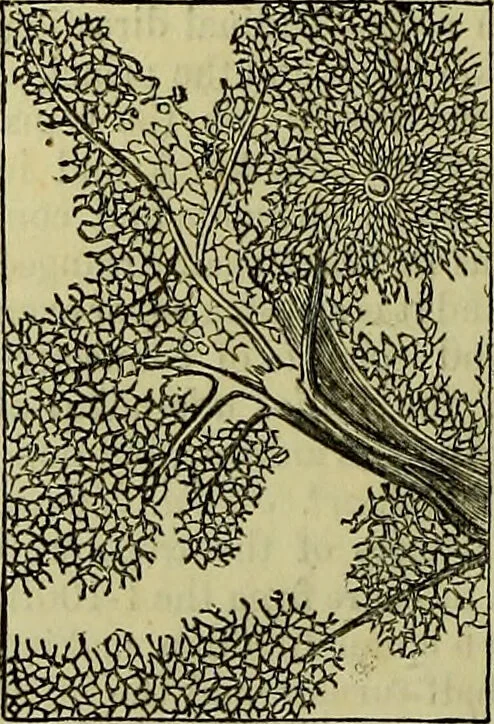 An illustration from The microscope : its history, construction, and application, being a familiar introduction to the use of the instrument, and the study of microscopical science / by Jabez Hogg ; with upwards of five hundred engravings, and coloured illustrations by Tuffen West., 1883, leaf 730