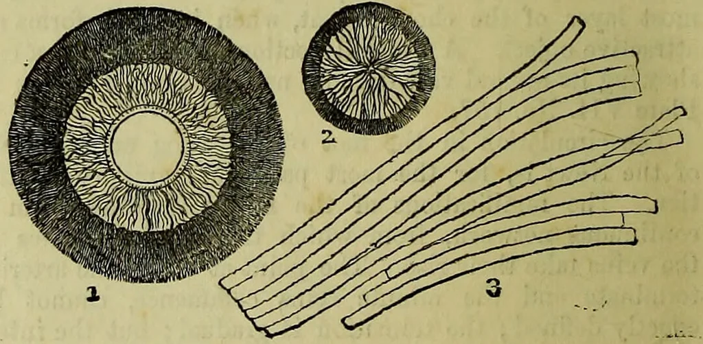 An illustration from The microscope : its history, construction, and application, being a familiar introduction to the use of the instrument, and the study of microscopical science / by Jabez Hogg ; with upwards of five hundred engravings, and coloured illustrations by Tuffen West., 1883, leaf 730