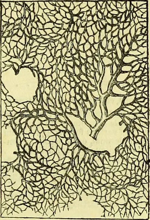 An illustration from The microscope : its history, construction, and application, being a familiar introduction to the use of the instrument, and the study of microscopical science / by Jabez Hogg ; with upwards of five hundred engravings, and coloured illustrations by Tuffen West., 1883, leaf 731