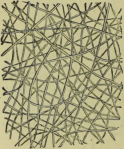 An illustration from The microscope : its history, construction, and application, being a familiar introduction to the use of the instrument, and the study of microscopical science / by Jabez Hogg ; with upwards of five hundred engravings, and coloured illustrations by Tuffen West., 1883, leaf 732