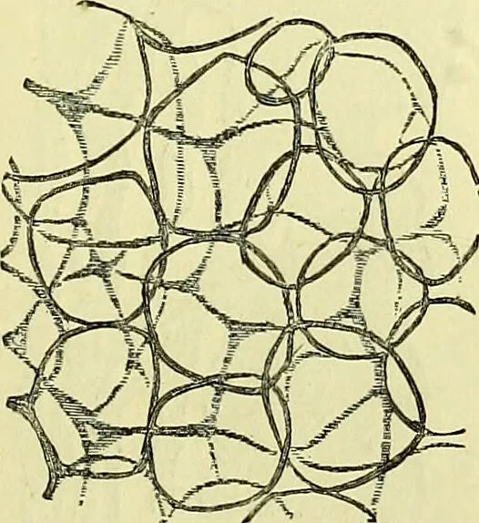 An illustration from The microscope : its history, construction, and application, being a familiar introduction to the use of the instrument, and the study of microscopical science / by Jabez Hogg ; with upwards of five hundred engravings, and coloured illustrations by Tuffen West., 1883, leaf 733