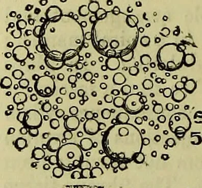 An illustration from The microscope : its history, construction, and application, being a familiar introduction to the use of the instrument, and the study of microscopical science / by Jabez Hogg ; with upwards of five hundred engravings, and coloured illustrations by Tuffen West., 1883, leaf 734
