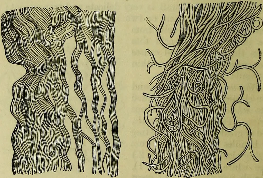 An illustration from The microscope : its history, construction, and application, being a familiar introduction to the use of the instrument, and the study of microscopical science / by Jabez Hogg ; with upwards of five hundred engravings, and coloured illustrations by Tuffen West., 1883, leaf 734