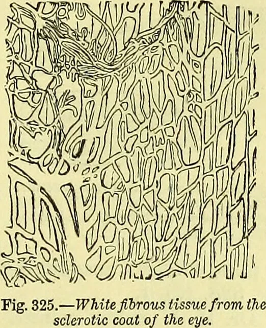 An illustration from The microscope : its history, construction, and application, being a familiar introduction to the use of the instrument, and the study of microscopical science / by Jabez Hogg ; with upwards of five hundred engravings, and coloured illustrations by Tuffen West., 1883, leaf 735