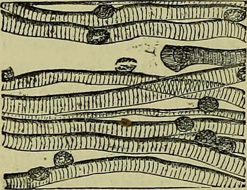An illustration from The microscope : its history, construction, and application, being a familiar introduction to the use of the instrument, and the study of microscopical science / by Jabez Hogg ; with upwards of five hundred engravings, and coloured illustrations by Tuffen West., 1883, leaf 736