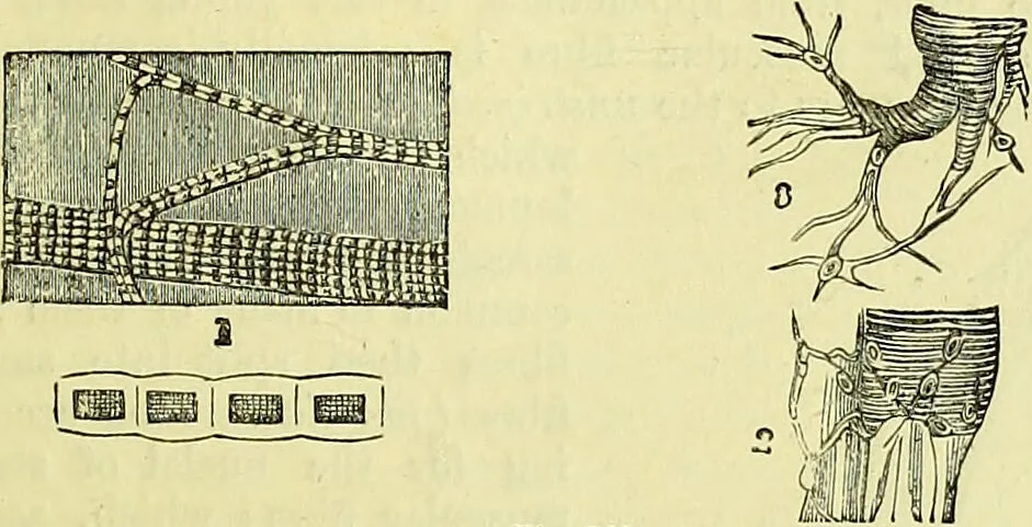 An illustration from The microscope : its history, construction, and application, being a familiar introduction to the use of the instrument, and the study of microscopical science / by Jabez Hogg ; with upwards of five hundred engravings, and coloured illustrations by Tuffen West., 1883, leaf 737