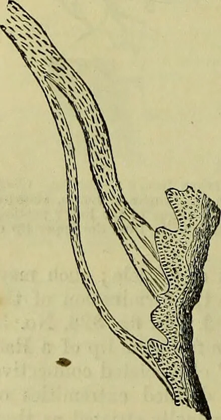An illustration from The microscope : its history, construction, and application, being a familiar introduction to the use of the instrument, and the study of microscopical science / by Jabez Hogg ; with upwards of five hundred engravings, and coloured illustrations by Tuffen West., 1883, leaf 738
