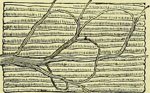 An illustration from The microscope : its history, construction, and application, being a familiar introduction to the use of the instrument, and the study of microscopical science / by Jabez Hogg ; with upwards of five hundred engravings, and coloured illustrations by Tuffen West., 1883, leaf 739