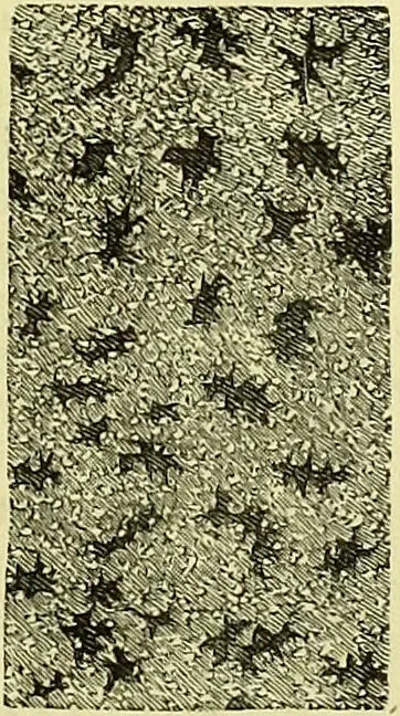 An illustration from The microscope : its history, construction, and application, being a familiar introduction to the use of the instrument, and the study of microscopical science / by Jabez Hogg ; with upwards of five hundred engravings, and coloured illustrations by Tuffen West., 1883, leaf 743