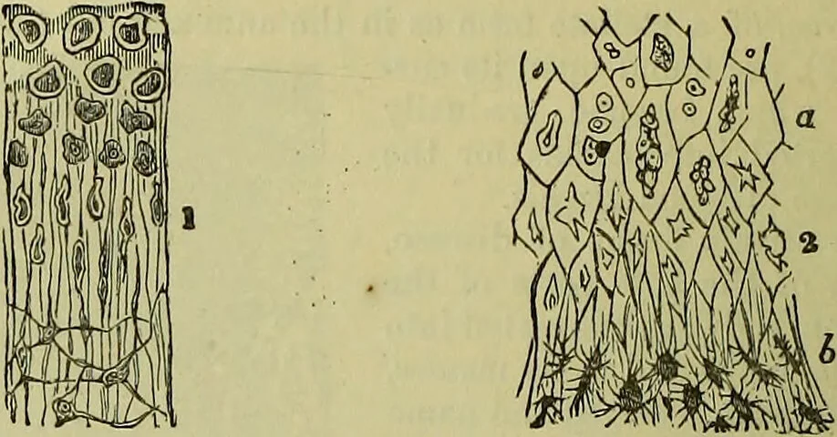 An illustration from The microscope : its history, construction, and application, being a familiar introduction to the use of the instrument, and the study of microscopical science / by Jabez Hogg ; with upwards of five hundred engravings, and coloured illustrations by Tuffen West., 1883, leaf 746