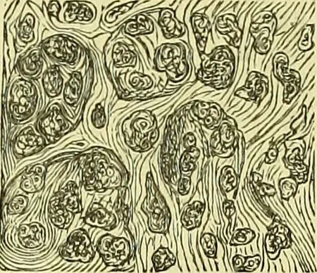 An illustration from The microscope : its history, construction, and application, being a familiar introduction to the use of the instrument, and the study of microscopical science / by Jabez Hogg ; with upwards of five hundred engravings, and coloured illustrations by Tuffen West., 1883, leaf 747