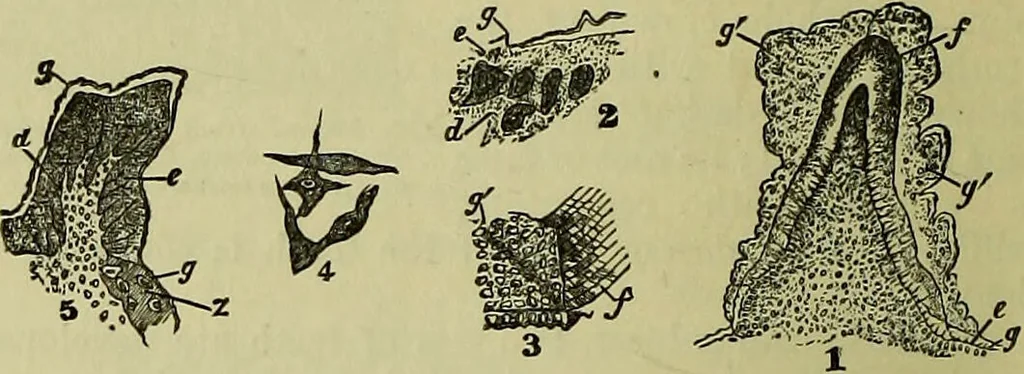 An illustration from The microscope : its history, construction, and application, being a familiar introduction to the use of the instrument, and the study of microscopical science / by Jabez Hogg ; with upwards of five hundred engravings, and coloured illustrations by Tuffen West., 1883, leaf 748