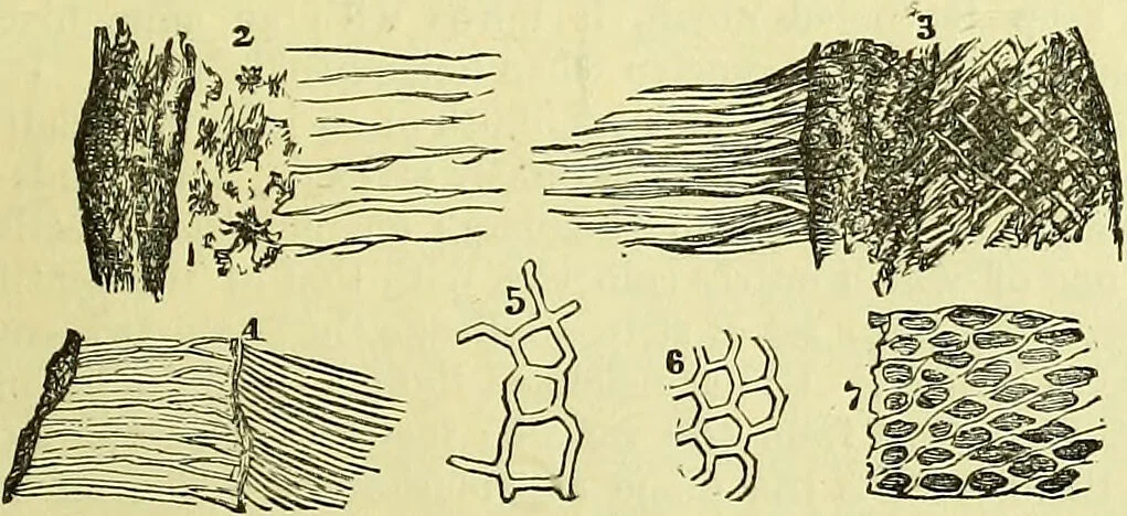 An illustration from The microscope : its history, construction, and application, being a familiar introduction to the use of the instrument, and the study of microscopical science / by Jabez Hogg ; with upwards of five hundred engravings, and coloured illustrations by Tuffen West., 1883, leaf 749