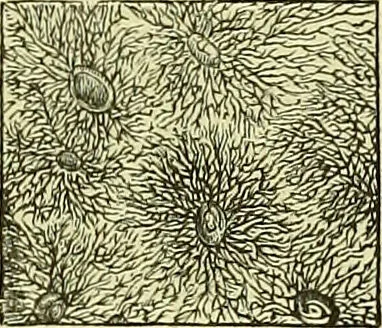 An illustration from The microscope : its history, construction, and application, being a familiar introduction to the use of the instrument, and the study of microscopical science / by Jabez Hogg ; with upwards of five hundred engravings, and coloured illustrations by Tuffen West., 1883, leaf 751