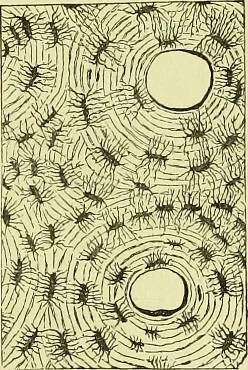 An illustration from The microscope : its history, construction, and application, being a familiar introduction to the use of the instrument, and the study of microscopical science / by Jabez Hogg ; with upwards of five hundred engravings, and coloured illustrations by Tuffen West., 1883, leaf 753
