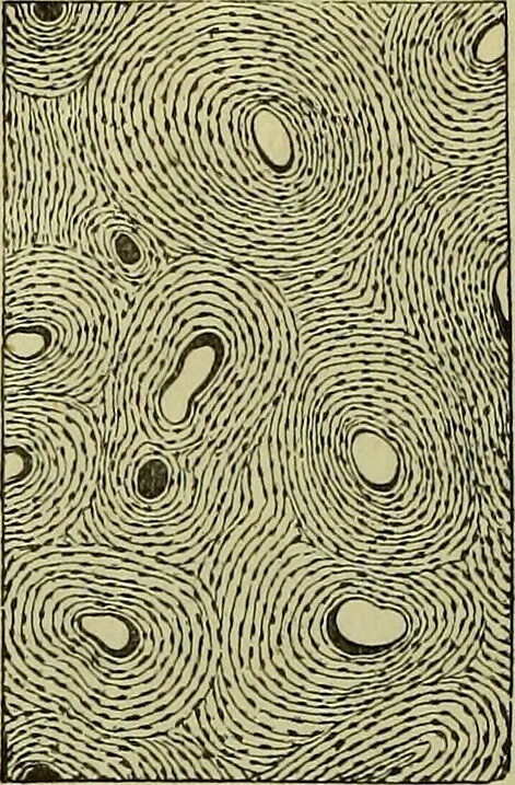 An illustration from The microscope : its history, construction, and application, being a familiar introduction to the use of the instrument, and the study of microscopical science / by Jabez Hogg ; with upwards of five hundred engravings, and coloured illustrations by Tuffen West., 1883, leaf 754