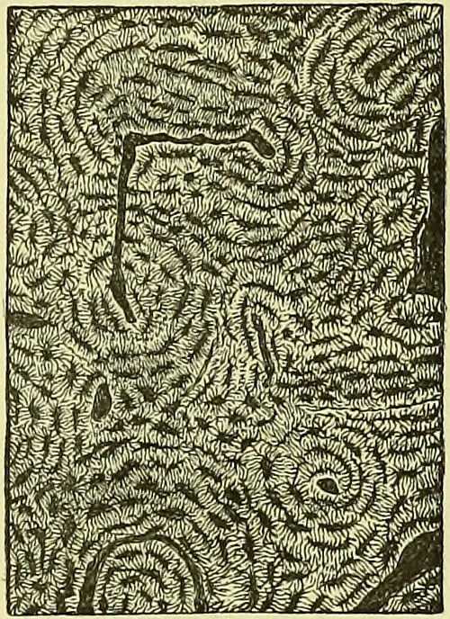 An illustration from The microscope : its history, construction, and application, being a familiar introduction to the use of the instrument, and the study of microscopical science / by Jabez Hogg ; with upwards of five hundred engravings, and coloured illustrations by Tuffen West., 1883, leaf 755