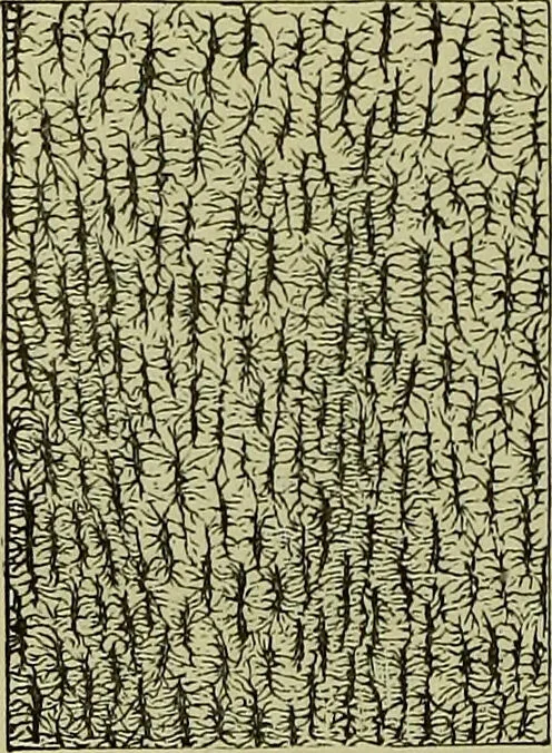 An illustration from The microscope : its history, construction, and application, being a familiar introduction to the use of the instrument, and the study of microscopical science / by Jabez Hogg ; with upwards of five hundred engravings, and coloured illustrations by Tuffen West., 1883, leaf 756