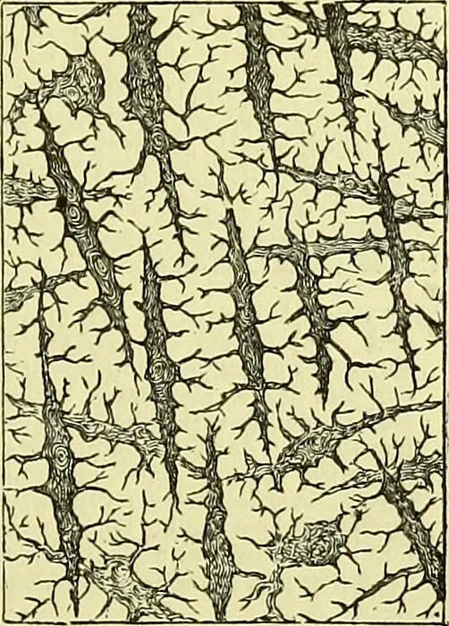 An illustration from The microscope : its history, construction, and application, being a familiar introduction to the use of the instrument, and the study of microscopical science / by Jabez Hogg ; with upwards of five hundred engravings, and coloured illustrations by Tuffen West., 1883, leaf 757