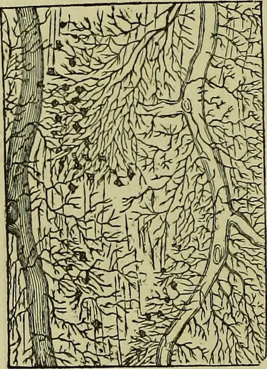 An illustration from The microscope : its history, construction, and application, being a familiar introduction to the use of the instrument, and the study of microscopical science / by Jabez Hogg ; with upwards of five hundred engravings, and coloured illustrations by Tuffen West., 1883, leaf 758