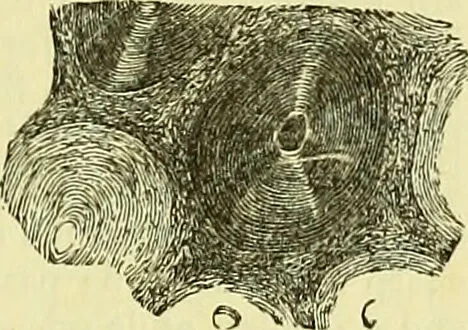 An illustration from The microscope : its history, construction, and application, being a familiar introduction to the use of the instrument, and the study of microscopical science / by Jabez Hogg ; with upwards of five hundred engravings, and coloured illustrations by Tuffen West., 1883, leaf 761