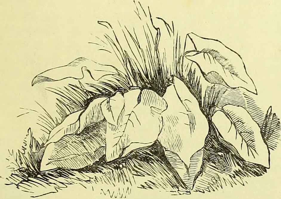 An illustration from The microscope : its history, construction, and application, being a familiar introduction to the use of the instrument, and the study of microscopical science / by Jabez Hogg ; with upwards of five hundred engravings, and coloured illustrations by Tuffen West., 1883, leaf 781
