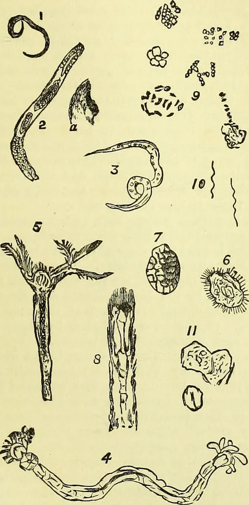 An illustration from The microscope : its history, construction, and application, being a familiar introduction to the use of the instrument, and the study of microscopical science / by Jabez Hogg ; with upwards of five hundred engravings, and coloured illustrations by Tuffen West., 1883, leaf 793