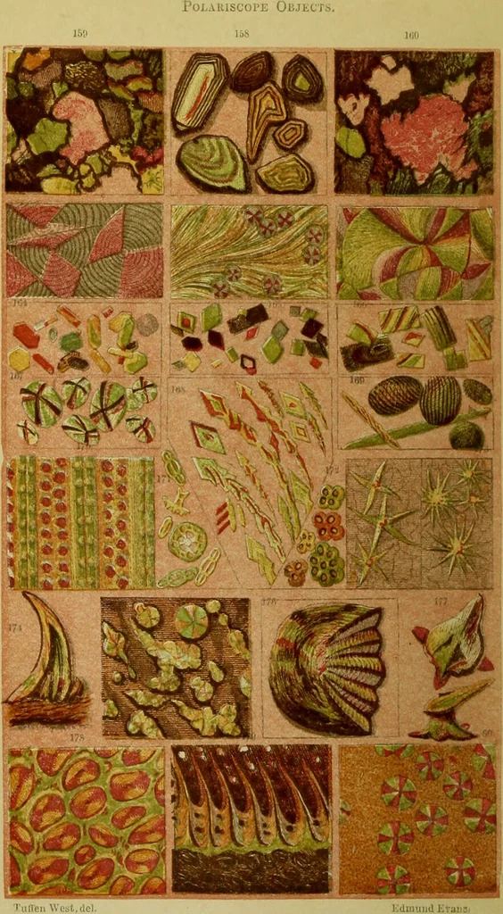 An illustration from The microscope : its history, construction, and application, being a familiar introduction to the use of the instrument, and the study of microscopical science / by Jabez Hogg ; with upwards of five hundred engravings, and coloured illustrations by Tuffen West., 1883, leaf 8