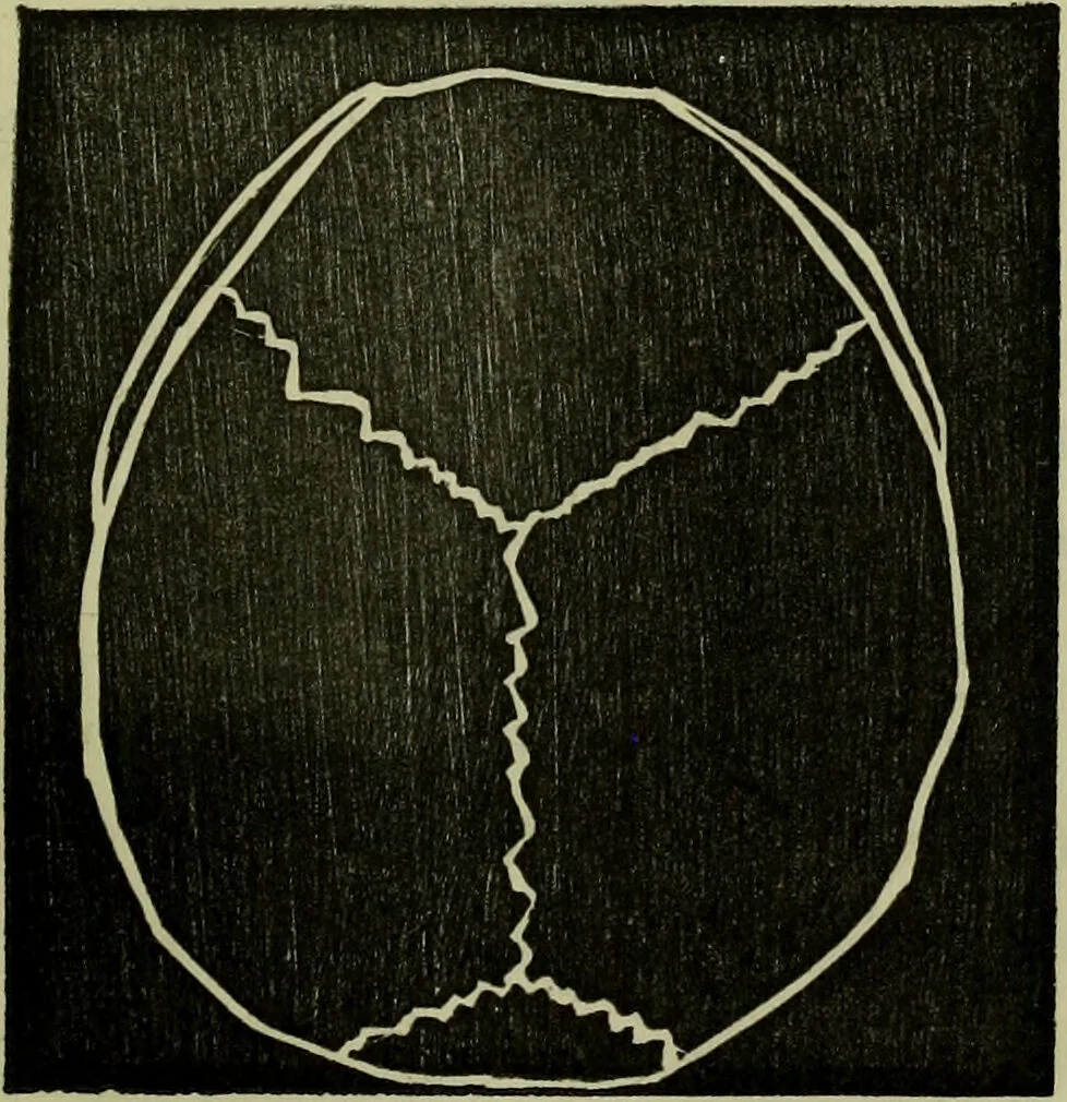 An illustration from Character, and its external signs., 1865, leaf 17