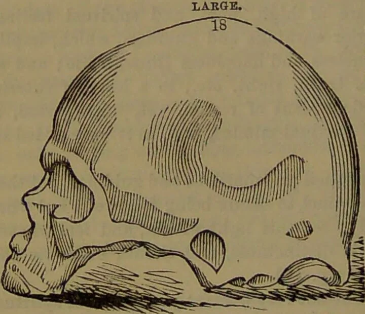 An illustration from New illustrated self-instructor in phrenology and physiology : with over one hundred engravings, together with the chart and character of ... as marked by ... / by O.S. and L.N. Fowler., 1852, leaf 128