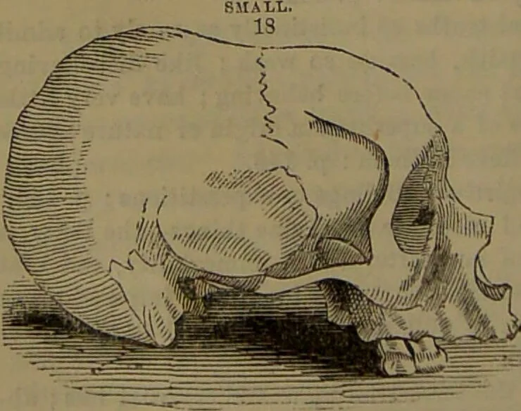 An illustration from New illustrated self-instructor in phrenology and physiology : with over one hundred engravings, together with the chart and character of ... as marked by ... / by O.S. and L.N. Fowler., 1852, leaf 128
