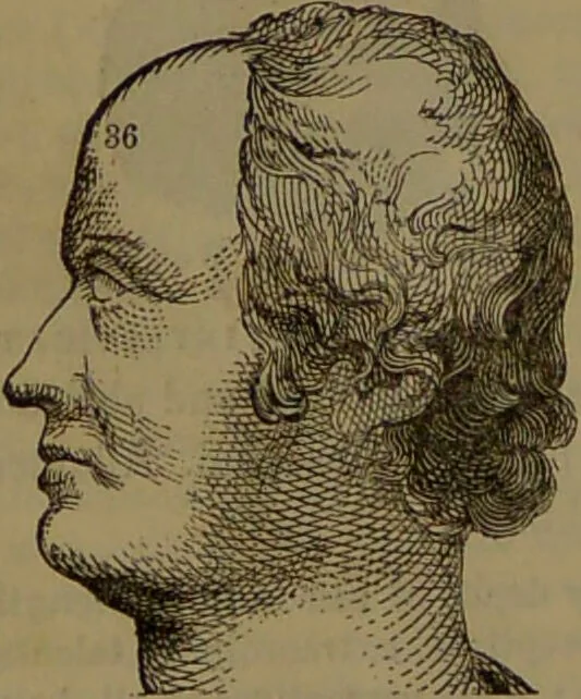 An illustration from New illustrated self-instructor in phrenology and physiology : with over one hundred engravings, together with the chart and character of ... as marked by ... / by O.S. and L.N. Fowler., 1852, leaf 164