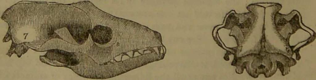 An illustration from New illustrated self-instructor in phrenology and physiology : with over one hundred engravings, together with the chart and character of ... as marked by ... / by O.S. and L.N. Fowler., 1852, leaf 66