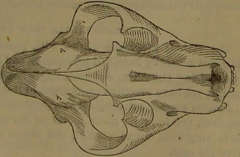 An illustration from New illustrated self-instructor in phrenology and physiology : with over one hundred engravings, together with the chart and character of ... as marked by ... / by O.S. and L.N. Fowler., 1852, leaf 67