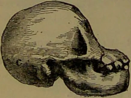 An illustration from New illustrated self-instructor in phrenology and physiology : with over one hundred engravings, together with the chart and character of ... as marked by ... / by O.S. and L.N. Fowler., 1852, leaf 68
