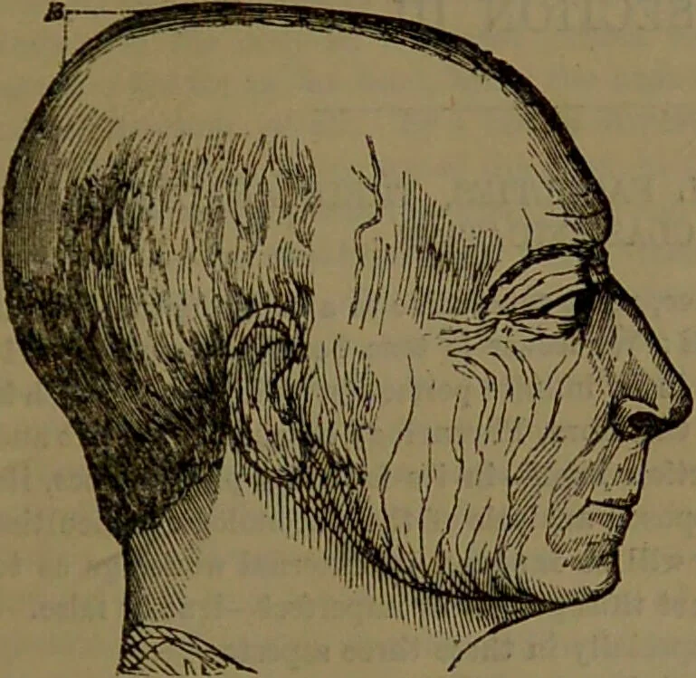 An illustration from New illustrated self-instructor in phrenology and physiology : with over one hundred engravings, together with the chart and character of ... as marked by ... / by O.S. and L.N. Fowler., 1852, leaf 73