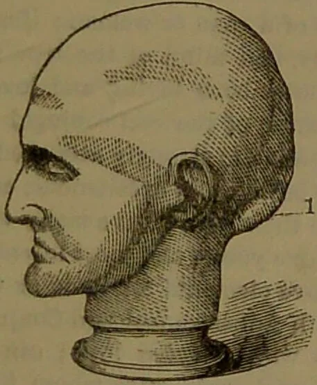 An illustration from New illustrated self-instructor in phrenology and physiology : with over one hundred engravings, together with the chart and character of ... as marked by ... / by O.S. and L.N. Fowler., 1852, leaf 79