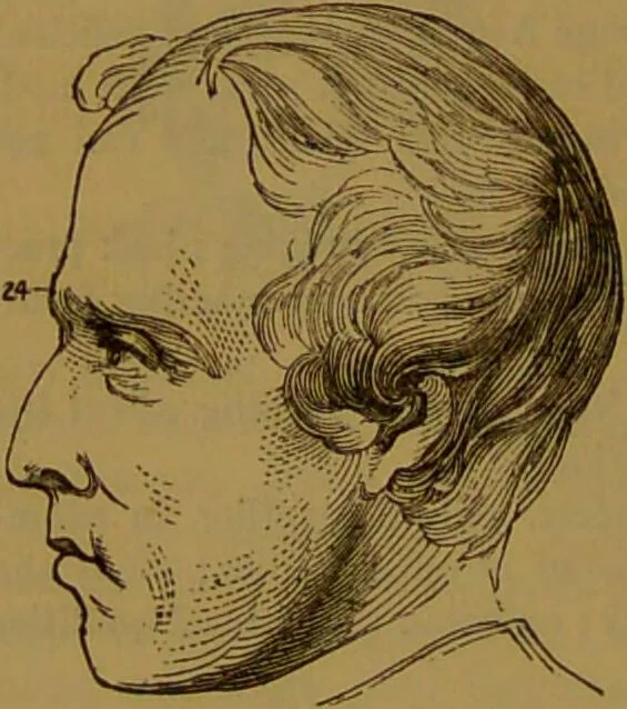 An illustration from New illustrated self-instructor in phrenology and physiology : with over one hundred engravings, together with the chart and character of ... as marked by ... / by O.S. and L.N. Fowler., 1864, leaf 146